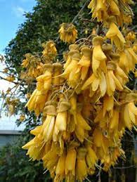 The National Flower Of New Zealand Garden View Plants Around The Worlds