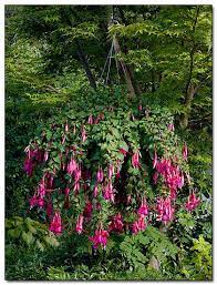 Fuchsia Red Spider Hanging Flower Baskets Fuchsia Garden Colorful Plants