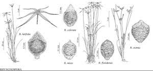 Image result for Rhynchospora eximia