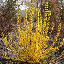 Forsythia Show Off Starlet Shrubs For Landscaping Flower Landscape Forsythia