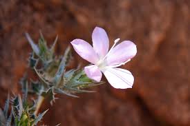 Image result for Barleria rigida