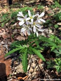 Image result for Cardamine obliqua