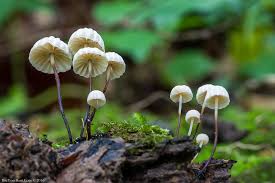 Image result for Marasmius rotula