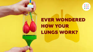 Diy Model Lungs Youtube