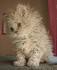 Cats and Kittens for Sale and Adoption | Oodle Classifieds