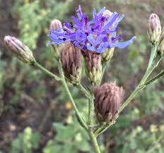 Image result for Vernonia glabra