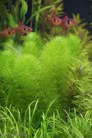Image result for Limnophila
