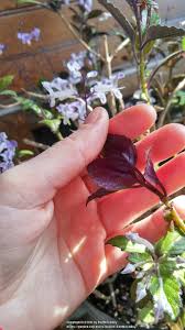 These brightly leaved plants are great additions come springtime, which is when they bloom keep the soil lightly moist, and don't let water drip on the fuzzy leaves because it will cause brown spots. Plant Id Forum Green And Purple Fuzzy Leaves Garden Org