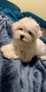 Paddock maltipoo is best destination for teacup maltipoo puppies for sale near me, adopt baby maltipoo, apricot toy maltipoo breeder puppies. Denise Maltipoo Venice Florida Premier Pups Customer Reviews