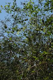 Image result for Maerua juncea