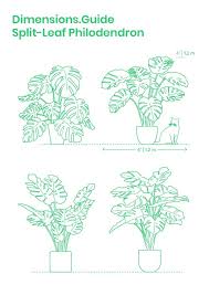 Split Leaf Philodendron Philodendron Vector Illustration Character Sketch Book