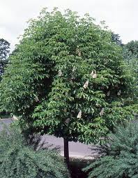 Image result for Eschenbachia gouanii