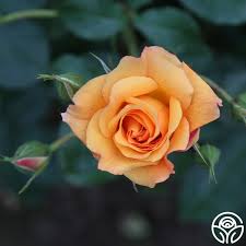 Image result for Autumn Rose 1958 Kelvinator