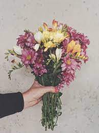 Freesia Flower In 2020 Freesia Flowers Flowers For Sale Wholesale Fresh Flowers