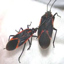 Check spelling or type a new query. Boxelder Bugs Wisconsin Horticulture