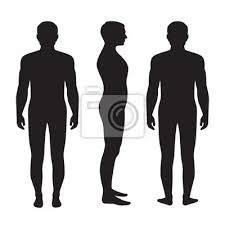 Human body front side back. Human Body Anatomy Vector Man Silhouette Front Back Side Bilder Myloview