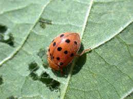 But under that cute orangish exterior lies a voracious. Mexican Bean Beetle Pests Soybean Integrated Pest Management Ipm Field Crops Purdue University