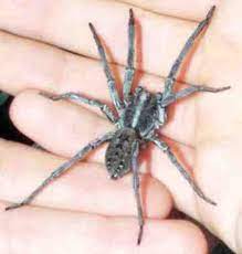 But its name comes not so much from the spider's ability to kill humans, but from a cannibalistic behavior noticed in the species during copulation. Should I Be Afraid Of Wolf Spiders Dengarden