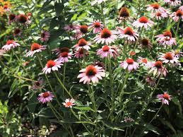 Image result for Echinacea purpurea `Magnus`