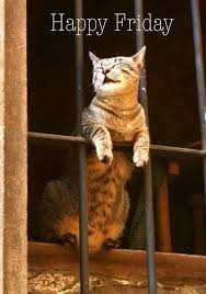 36 Cats On Fridays Ideas Cats Funny Cats Funny Animals