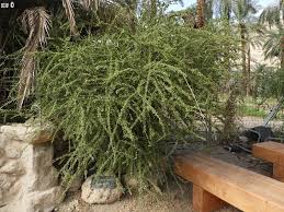 Image result for Maerua