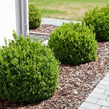 Wenn sie einen pflegeleichten garten anlegen, kommen sie zu der natur nah. 10 Tipps Pflegeleichter Garten Fur Senioren