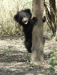 10 Reasons Why Sloth Bears Are The Cutest Sloth Bear Bear Bear Species