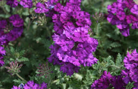 Image result for Verbena × teasii