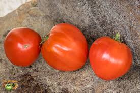 images?q=tbn:ANd9GcS_V8sH5K2dmhPmmr0WGoD