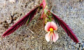 Image result for Aeschynomene baumii