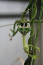 Image result for Ceropegia stenantha