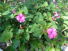 We did not find results for: Blooming Right Now Four O Clock Or Marvel Of Peru Mirabilis Jalapa Sincerely Emily