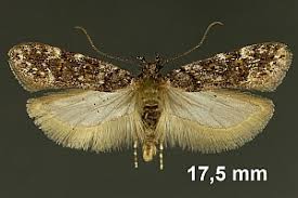 Image result for Teleiopsis diffinis