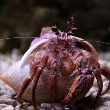 In this position, you'll also notice their body is mostly out of the shell, with only their tail tip still within its shell. Hermit Crabs Seattle Aquarium