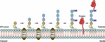 Backlit floor prototype development | creative process at gpi design. The Gpi Mts In Gpi Anchor Biosynthesis Graphic Representation Of Key Download Scientific Diagram