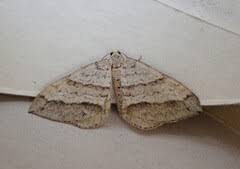 Image result for Mesotype parallelolineata