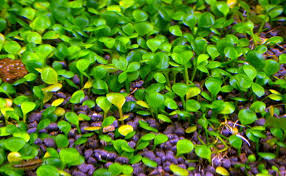 Image result for Marsilea subterranea