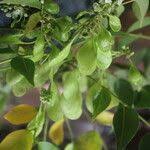 Image result for Ateleia herbert-smithii