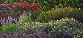 If you want beautiful shrubs, you have to treat them right during planting. Flowers For Florida Costa Farms