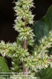Image result for Amaranthus dubius
