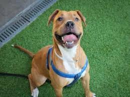 If you are unable to find your companion in our dogs for adoption sections, please consider looking thru the directory of rescue organizations, to see if they have any current dogs for adoption listings. Pin On Dog Rescues