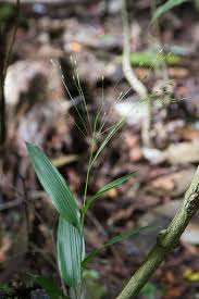 Image result for Orthoclada