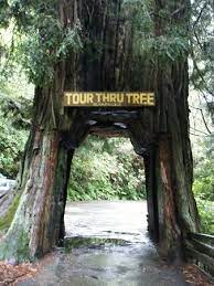Klamath tour thru tree is located in klamath city of california state. Tour Through Tree Klamath Californie Picture Of Tour Through Tree Klamath Tripadvisor