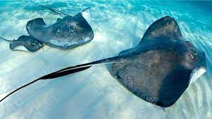 Karau rawai ikan pari,stingray fish ep. Ikan Pari Bersayap Lebar Dan Bergizi Tinggi Cantik Tempo Co