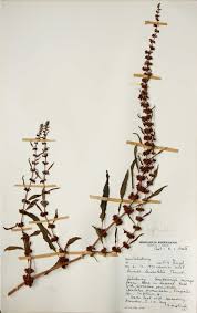 Image result for Rumex lanceolatus