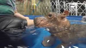 You don't need to bathe your baby every day, but if they really enjoy it, there's no reason why you shouldn't. A Heartwarming Compilation Of Adorable Highlights From Baby Hippo Fiona S First Four Months Of Life