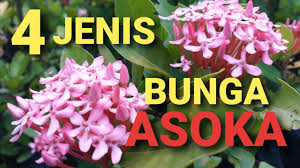 Bunga asoka adalah bunga hias yang memiliki nama yang diambil dari bahasa sansekerta yang artinya sendiri adalah terbebas dari kesedihan. Empat Jenis Bunga Asoka Four Types Of Asoka Flowers Youtube