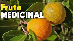 Image result for Salacia kraussii