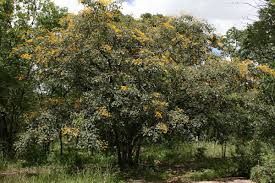 Image result for Pterocarpus rotundifolius