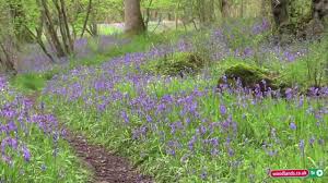 They grow most reliably from seeds collected and saved until october, then sown in the area you want the new plants to grow. Planting Bluebells In The Woodlands Youtube